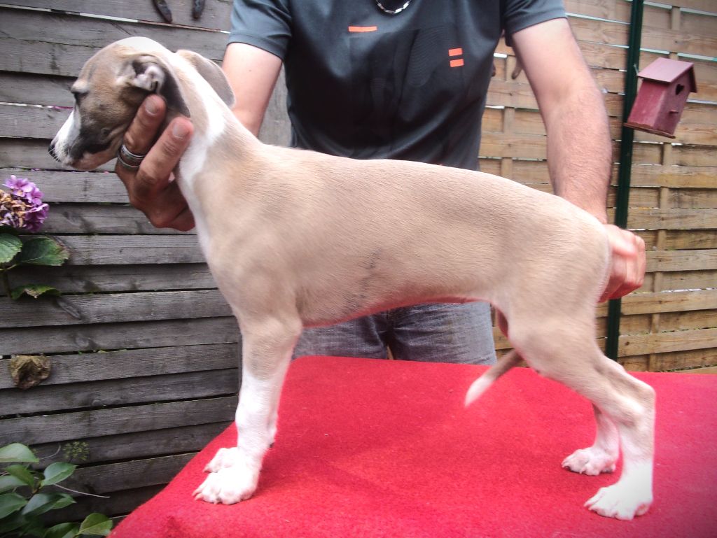 du haras d'hélios - Chiot disponible  - Whippet