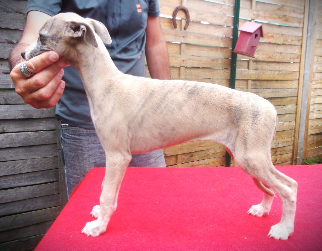 du haras d'hélios - Chiot disponible  - Whippet