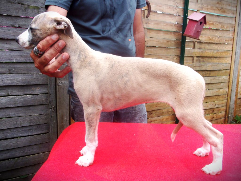 du haras d'hélios - Chiot disponible  - Whippet