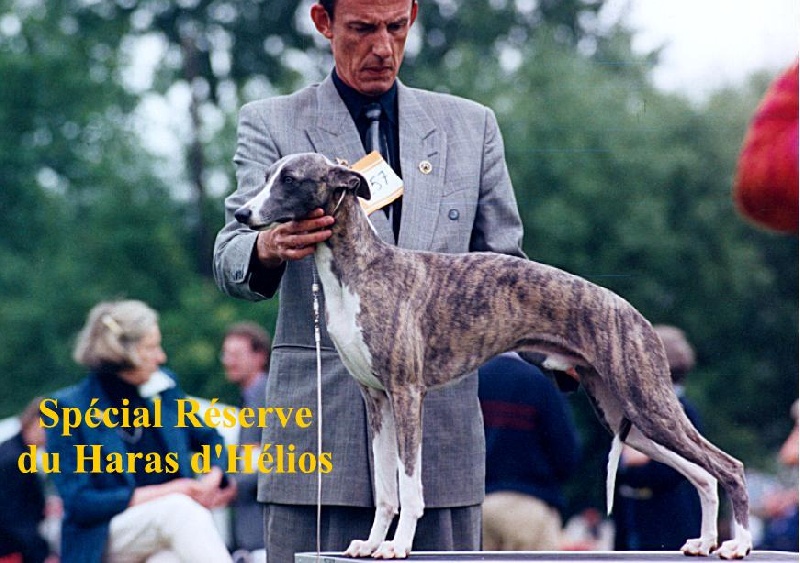 CH. du haras d'hélios Special reserve