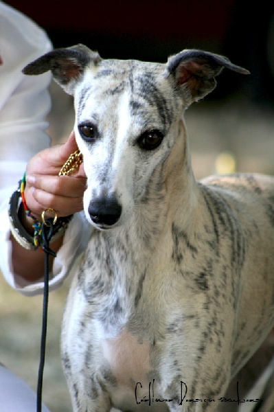 Entre nous du haras d'hélios