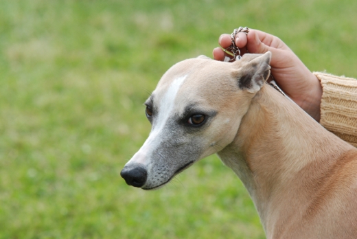 Donna star du haras d'hélios