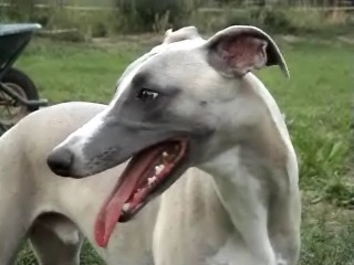 Cerruti du Haras d'Hélios (Dior X H. Rebecca)