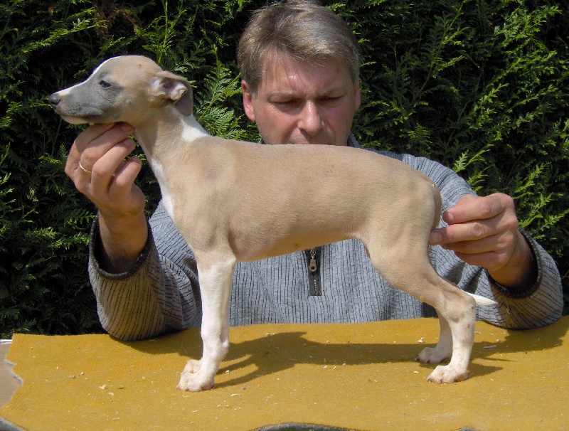 DANCING QUEEN DU HARAS D'HELIOS
