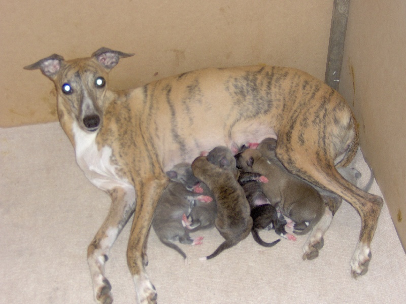 AUTRECHOZ X CH. BAYARD TOMATIN ( LITTER )