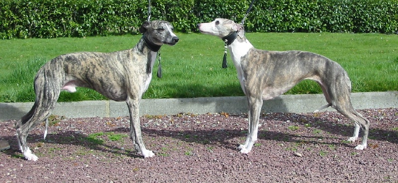 CH. Siprex Xavier X Victoria du haras d'Hélios