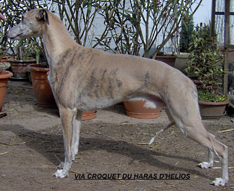 VIA CROQUET DU HARAS D'HELIOS